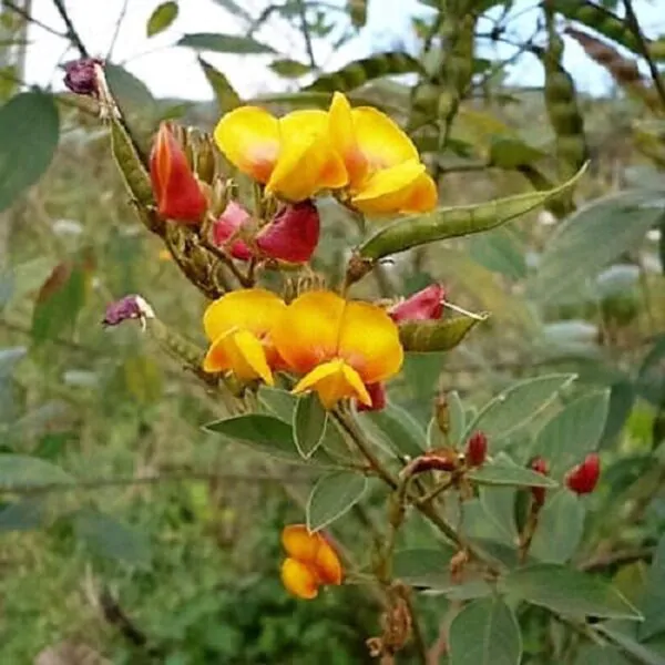 Cajanus cajan  - Pigeon Pea,  Puerto Rico Bean, Guandu, Dhal, Congo Pea, Jamaican Gungo