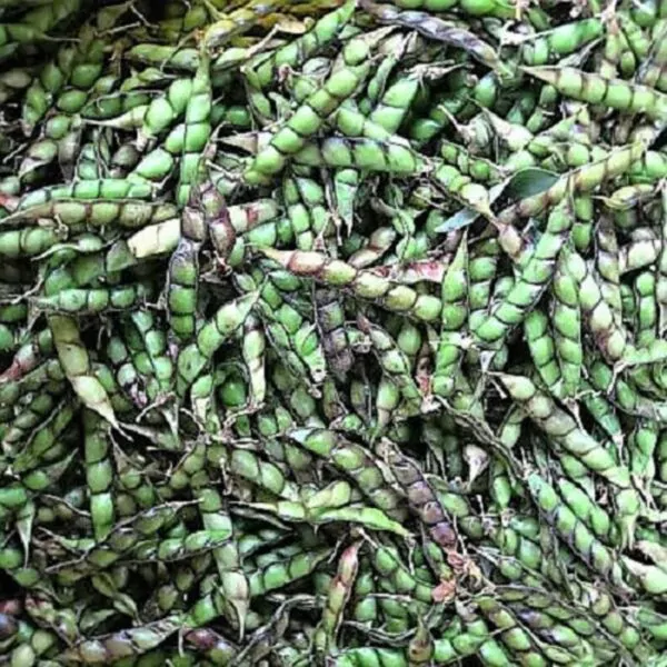 Cajanus cajan  - Pigeon Pea,  Puerto Rico Bean, Guandu, Dhal, Congo Pea, Jamaican Gungo - Image 3