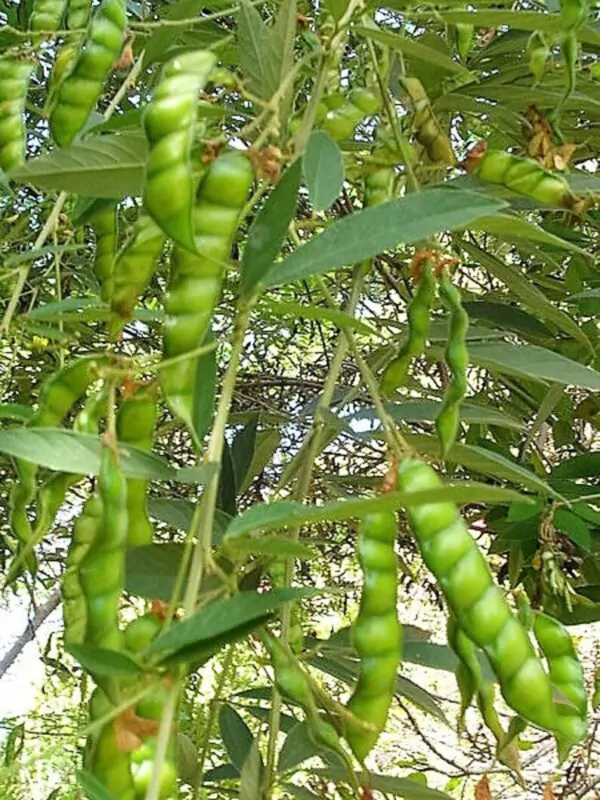 Cajanus cajan  - Pigeon Pea,  Puerto Rico Bean, Guandu, Dhal, Congo Pea, Jamaican Gungo - Image 4