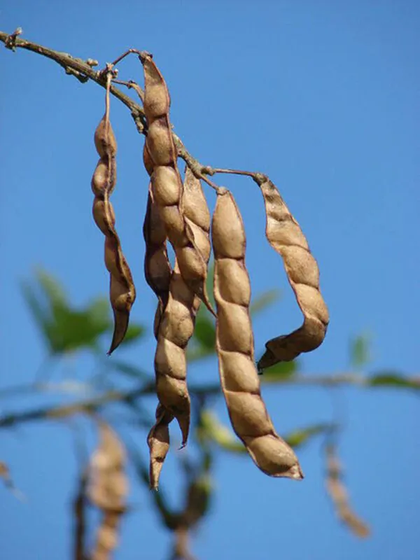 Cajanus cajan  - Pigeon Pea,  Puerto Rico Bean, Guandu, Dhal, Congo Pea, Jamaican Gungo - Image 7