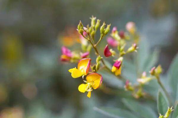 Cajanus cajan  - Pigeon Pea,  Puerto Rico Bean, Guandu, Dhal, Congo Pea, Jamaican Gungo - Image 8