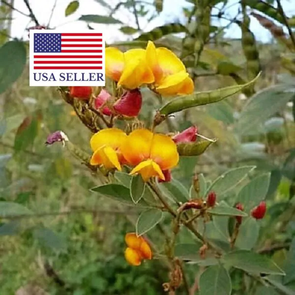 Cajanus cajan  - Pigeon Pea,  Puerto Rico Bean, Guandu, Dhal, Congo Pea, Jamaican Gungo - Image 10