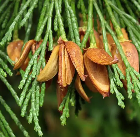 Calocedrus decurrens - California Incense Cedar, Incense Cedar