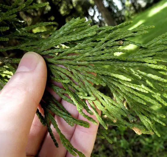 Calocedrus decurrens - California Incense Cedar, Incense Cedar - Image 2