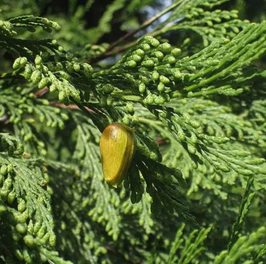 Calocedrus decurrens - California Incense Cedar, Incense Cedar - Image 4