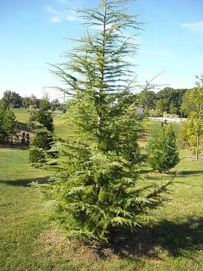 Calocedrus decurrens - California Incense Cedar, Incense Cedar - Image 6