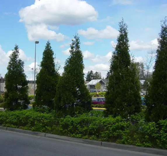 Calocedrus decurrens - California Incense Cedar, Incense Cedar - Image 7