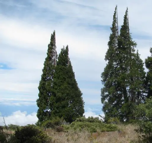 Calocedrus decurrens - California Incense Cedar, Incense Cedar - Image 8