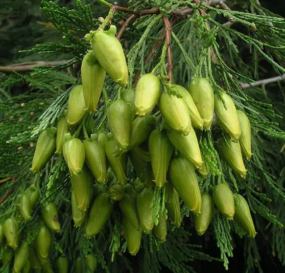 Calocedrus decurrens - California Incense Cedar, Incense Cedar - Image 9