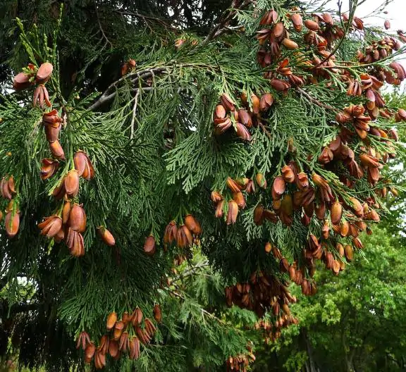 Calocedrus decurrens - California Incense Cedar, Incense Cedar - Image 10