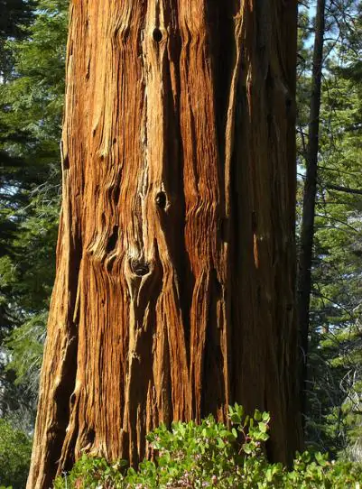 Calocedrus decurrens - California Incense Cedar, Incense Cedar - Image 11