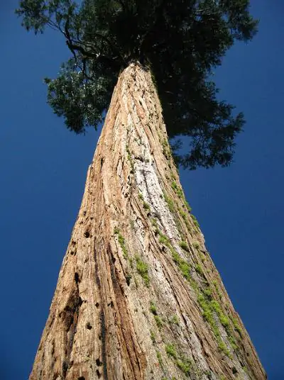 Calocedrus decurrens - California Incense Cedar, Incense Cedar - Image 12