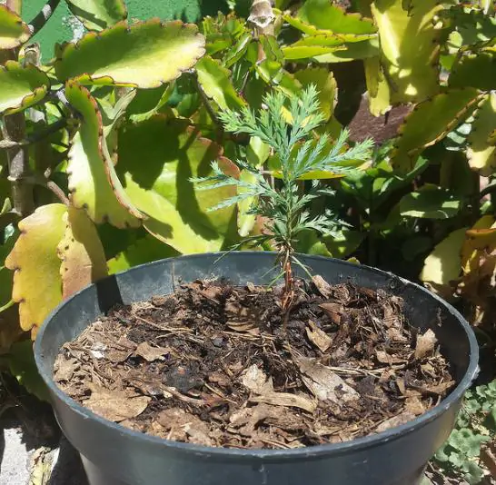 Calocedrus decurrens - California Incense Cedar, Incense Cedar - Image 13