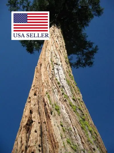 Calocedrus decurrens - California Incense Cedar, Incense Cedar - Image 14