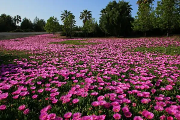 Carpobrotus edulis - Edible Ice Plant