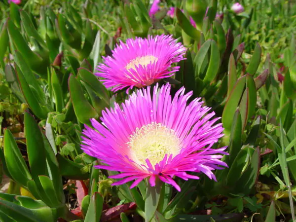 Carpobrotus edulis - Edible Ice Plant - Image 2