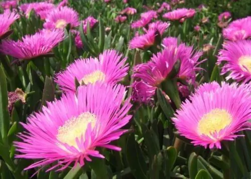 Carpobrotus edulis - Edible Ice Plant - Image 3