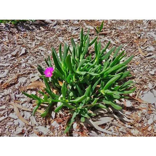 Carpobrotus edulis - Edible Ice Plant - Image 4