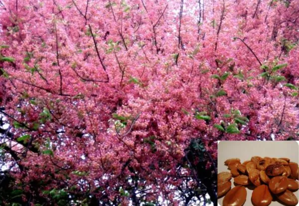 Cassia grandis - Pink Shower Tree