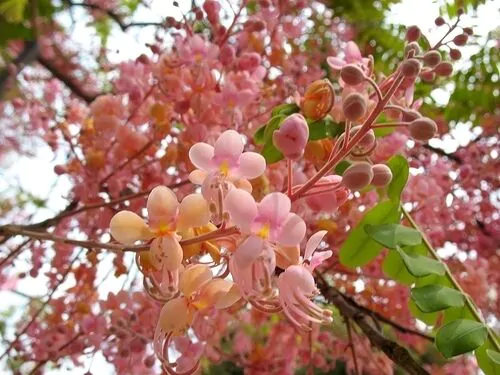 Cassia grandis - Pink Shower Tree - Image 2