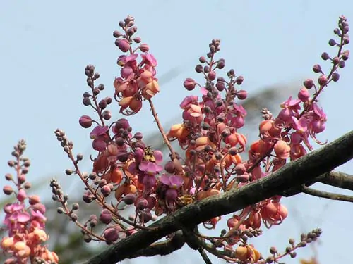 Cassia grandis - Pink Shower Tree - Image 3