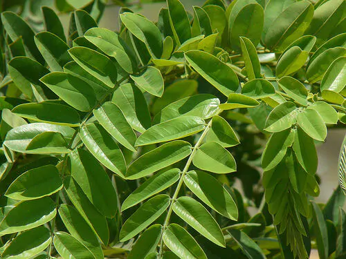 Cassia grandis - Pink Shower Tree - Image 4