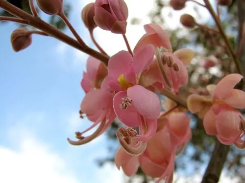 Cassia grandis - Pink Shower Tree - Image 5