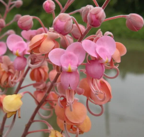 Cassia grandis - Pink Shower Tree - Image 7