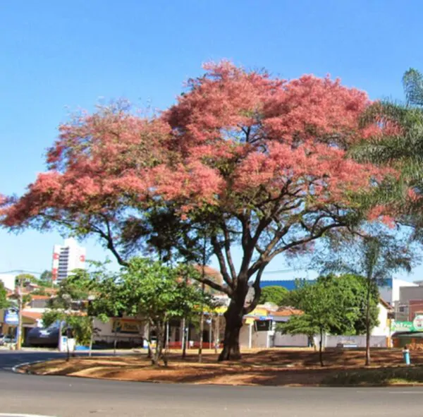 Cassia grandis - Pink Shower Tree - Image 9