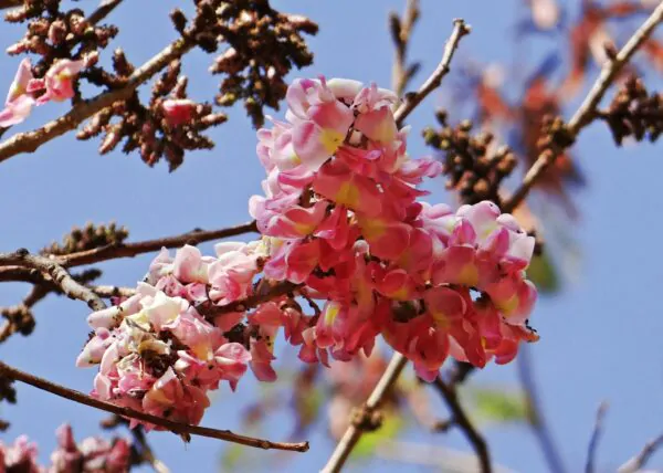 Cassia grandis - Pink Shower Tree - Image 10