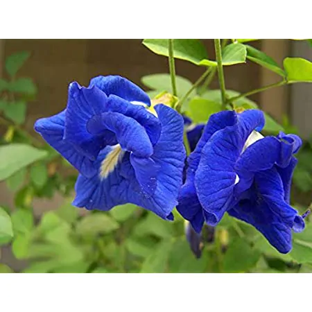 Clitoria ternatea var. pleniflora - Blue Double, Double Blue, Butterfly Pea, Blue Fairy, Blue Queen, Blue Mint, Isme