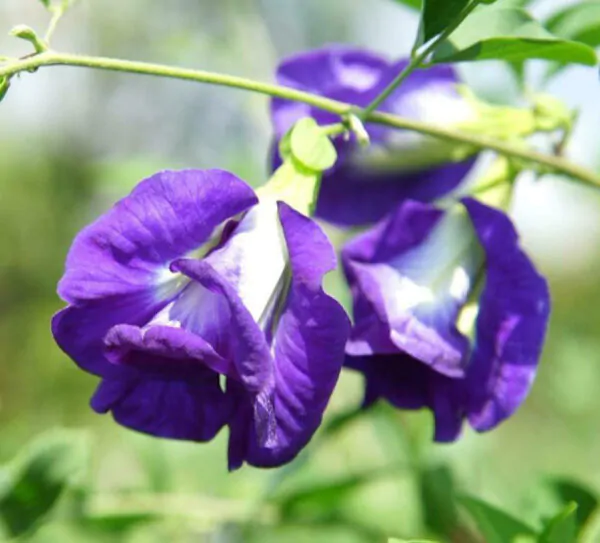 Clitoria ternatea var. pleniflora - Blue Double, Double Blue, Butterfly Pea, Blue Fairy, Blue Queen, Blue Mint, Isme - Image 2