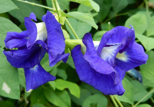 Clitoria ternatea var. pleniflora - Blue Double, Double Blue, Butterfly Pea, Blue Fairy, Blue Queen, Blue Mint, Isme - Image 3