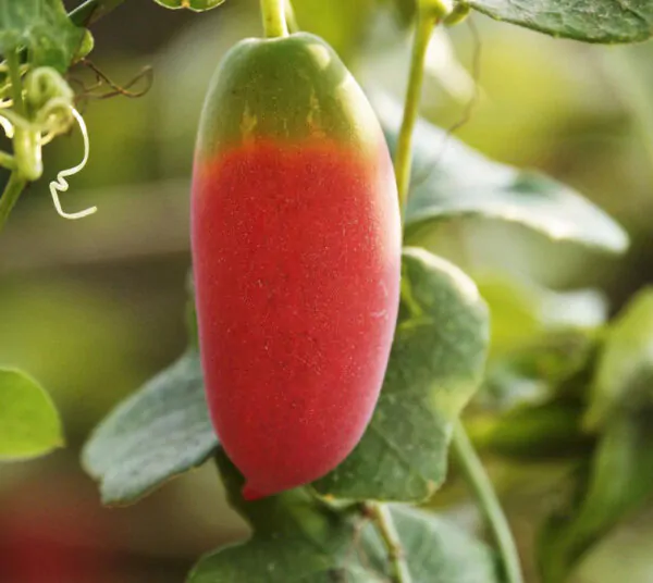 Coccinia grandis - Ivy Gourd