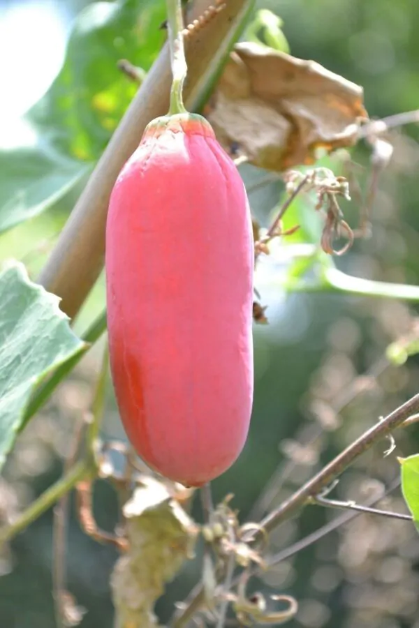 Coccinia grandis - Ivy Gourd - Image 2