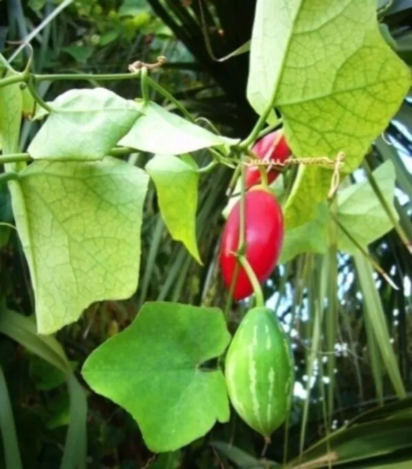 Coccinia grandis - Ivy Gourd - Image 3