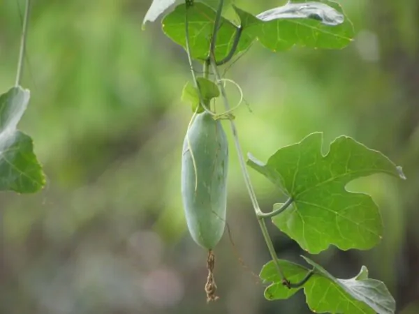 Coccinia grandis - Ivy Gourd - Image 4