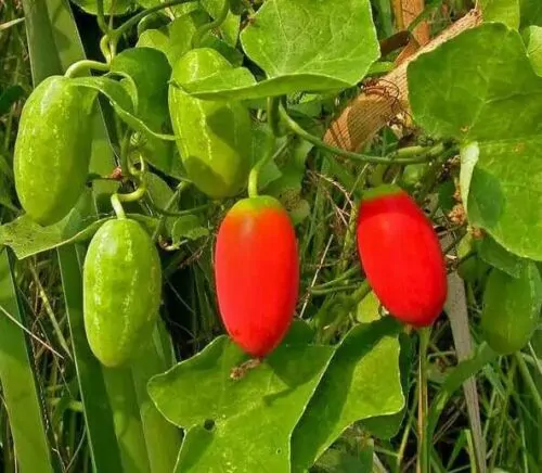 Coccinia grandis - Ivy Gourd - Image 6