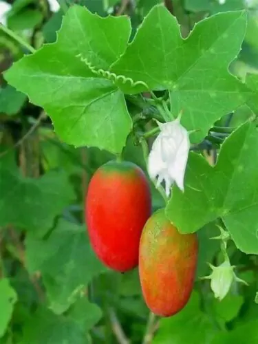 Coccinia grandis - Ivy Gourd - Image 7