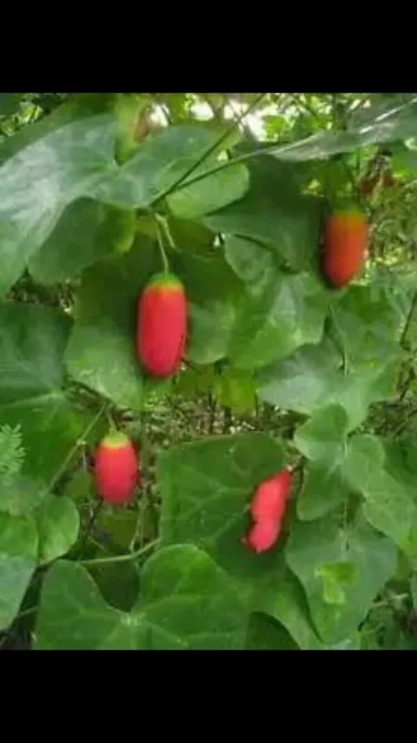 Coccinia grandis - Ivy Gourd - Image 8