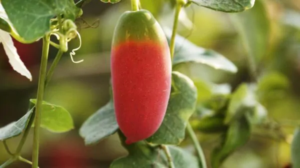 Coccinia grandis - Ivy Gourd - Image 9