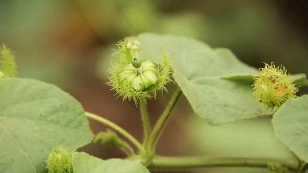 Coccinia grandis - Ivy Gourd - Image 11