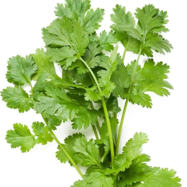 Coriandrum sativum - Coriander, Cilantro