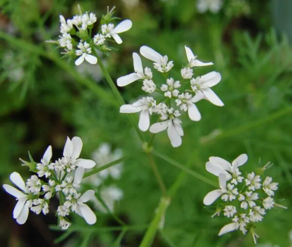 Coriandrum sativum - Coriander, Cilantro - Image 2