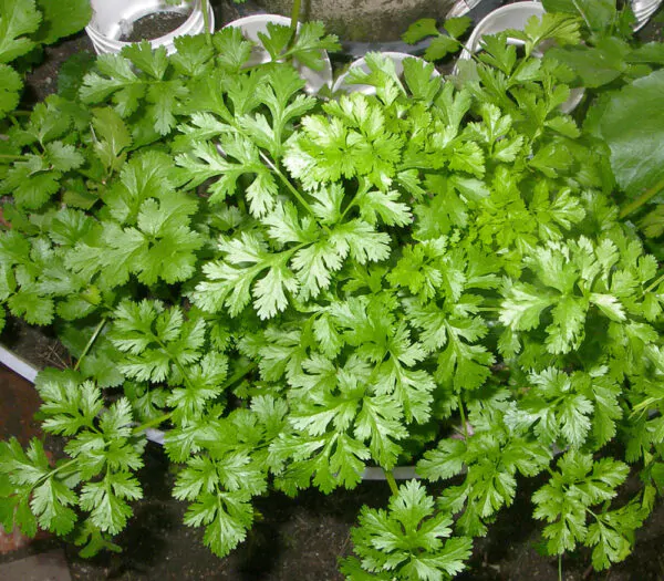 Coriandrum sativum - Coriander, Cilantro - Image 3