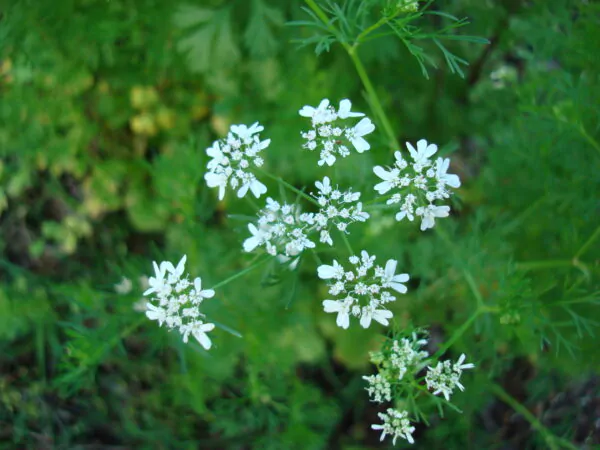 Coriandrum sativum - Coriander, Cilantro - Image 4