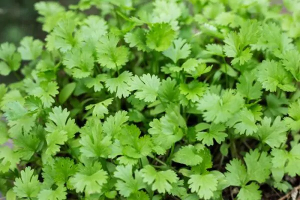 Coriandrum sativum - Coriander, Cilantro - Image 7