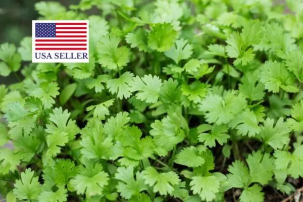 Coriandrum sativum - Coriander, Cilantro - Image 8