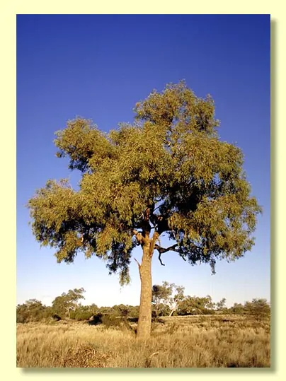 Eucalyptus terminalis / Corymbia terminalis - Tjuta, Joolta, Bloodwood, Desert Bloodwood, Plains Bloodw