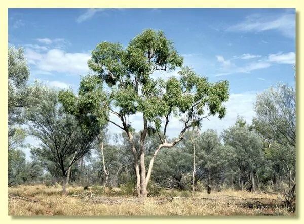 Eucalyptus terminalis / Corymbia terminalis - Tjuta, Joolta, Bloodwood, Desert Bloodwood, Plains Bloodw - Image 2